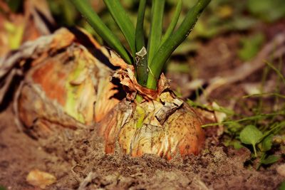 Les fruits et légumes de saison à consommer en mars