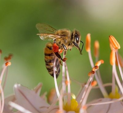 Journée mondiale des abeilles - Calendrier en ligne gratuit Very Utile