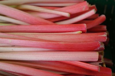 Fruits et légumes de saison pour le moi de mai. Ici, de la rhubarbe.