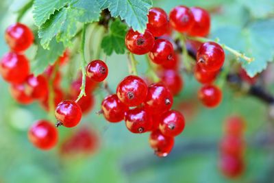 La groseille, un fruit de saison à consommer au mois de juillet