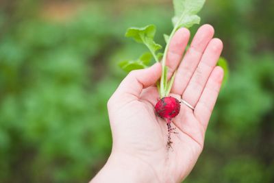 Les fruits et légumes du mois de février