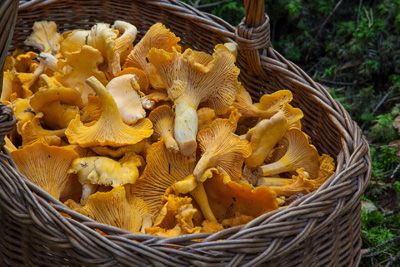 Les champignons, à cueillir à partir du mois d'octobre